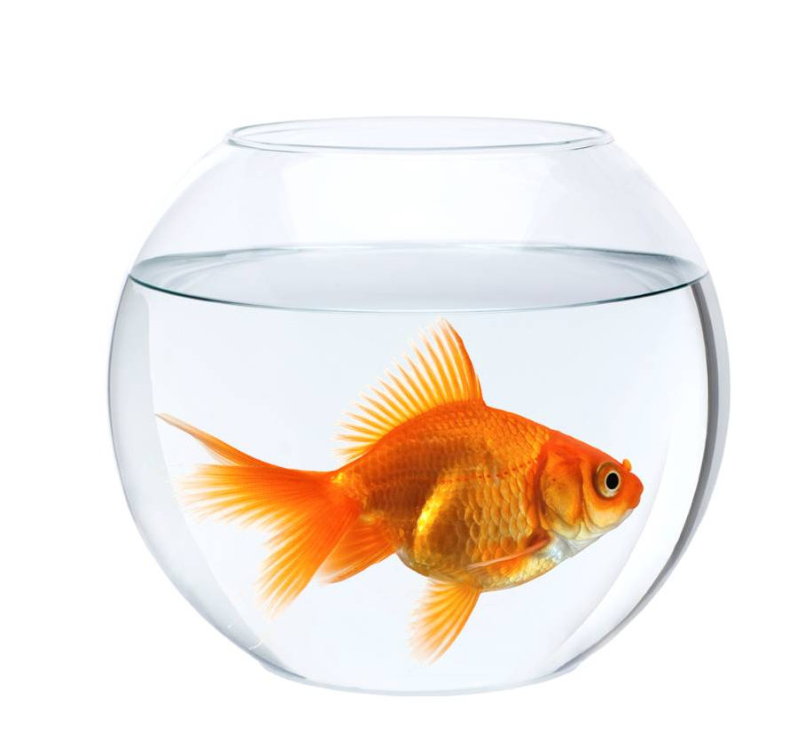 Fish bowl 2012 – ASERET CONGRUENCE LLC